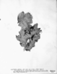 Peltigera aphthosa image